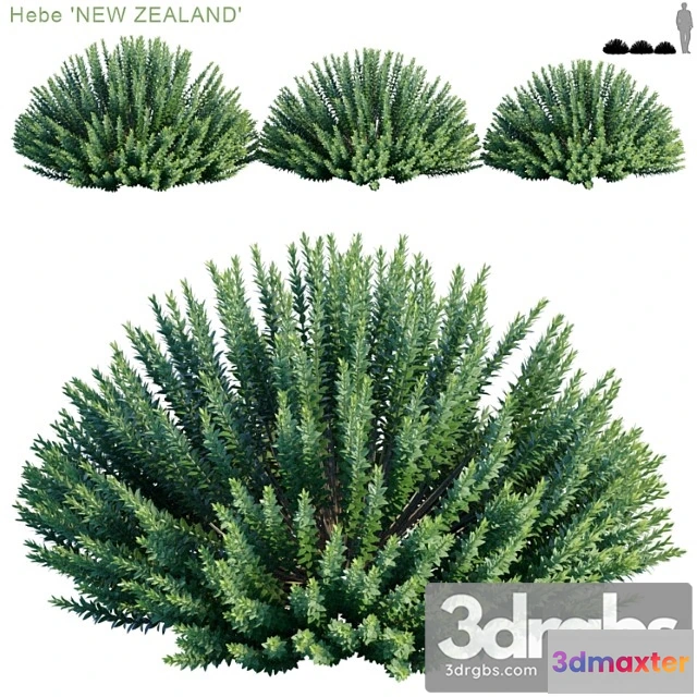 1060208 - Hebe new zealand