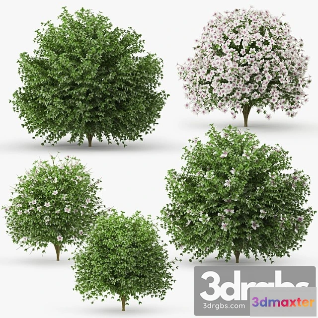 1060214 - Hibiscus bush