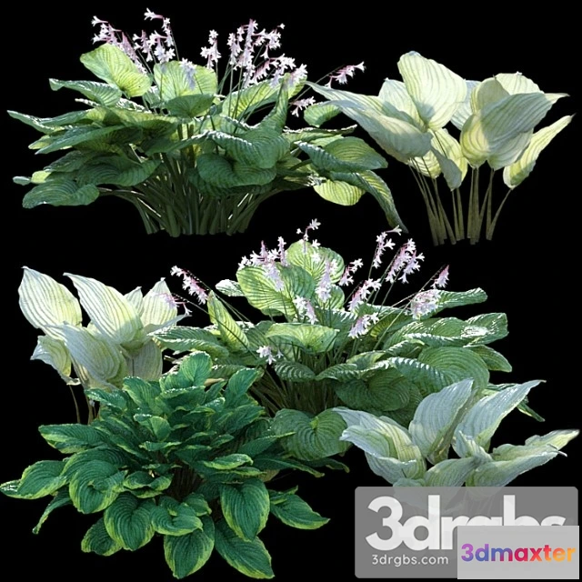 1060218 - Hosta (funkia)