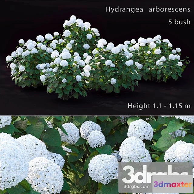 1060220 - Hydrangea arborescens
