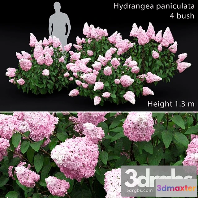 1060222 - Hydrangea paniculata