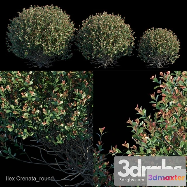 1060234 - Ilex crenata Round bush