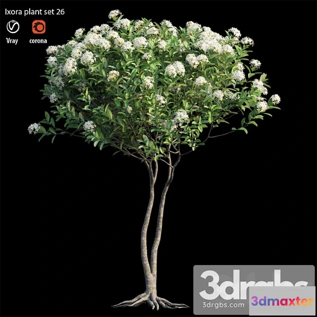 1060236 - Ixora plant set 26