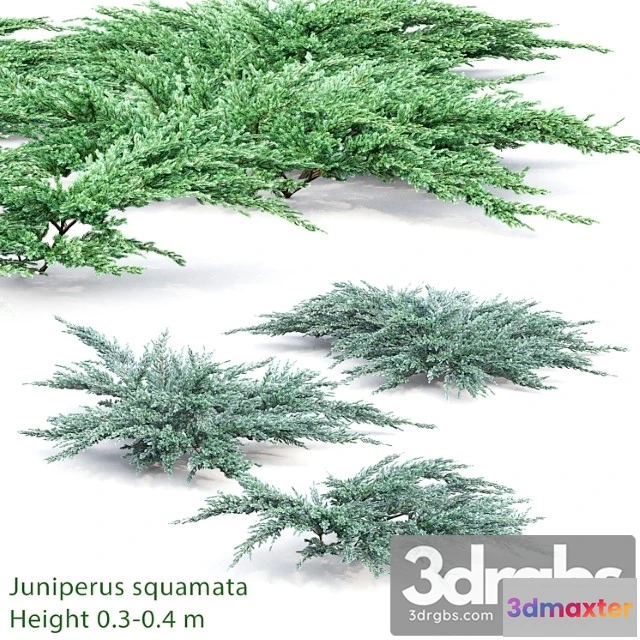 1060240 - Juniperus squamata