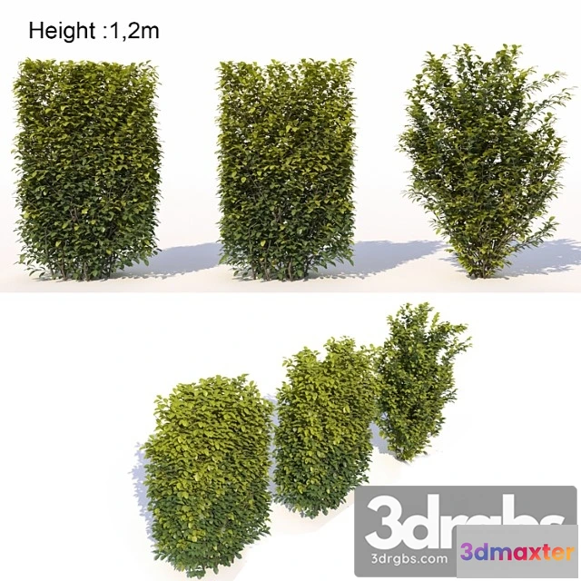 1060246 - Laurus nobilis 02