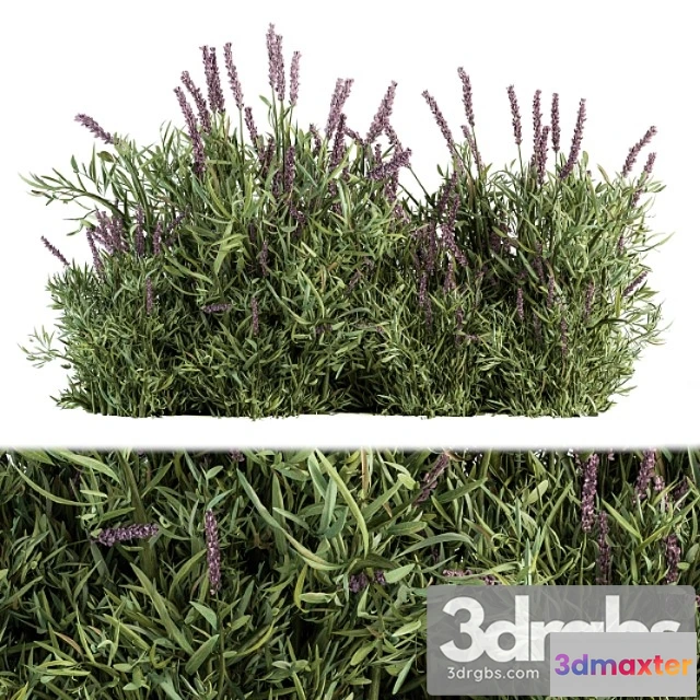 1060248 - Lavender bush - bush set20
