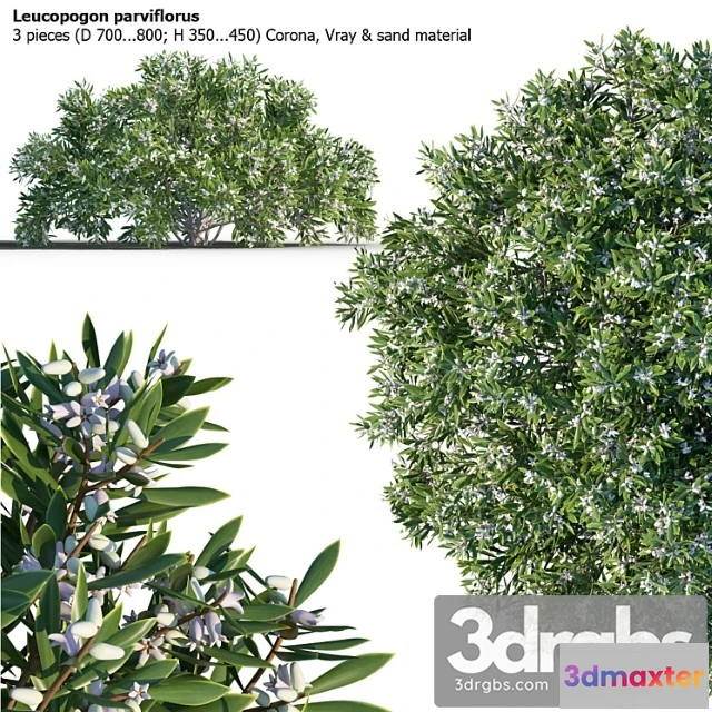 1060250 - Leucopogon parviflorus, shrub