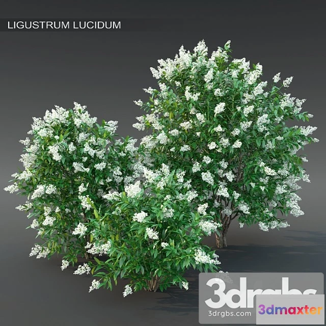 1060252 - Ligustrum flowering №2