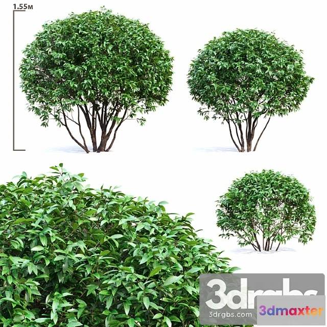 1060258 - Ligustrum shining (biryuchina)