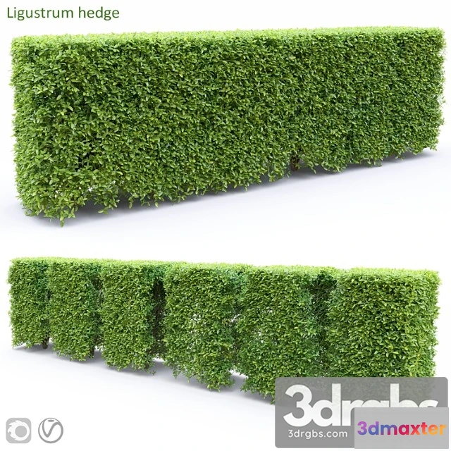 1060260 - Ligustrum - No.2