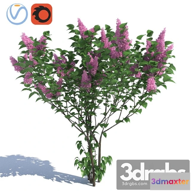 1060264 - Lilac, 3 lilac bushes