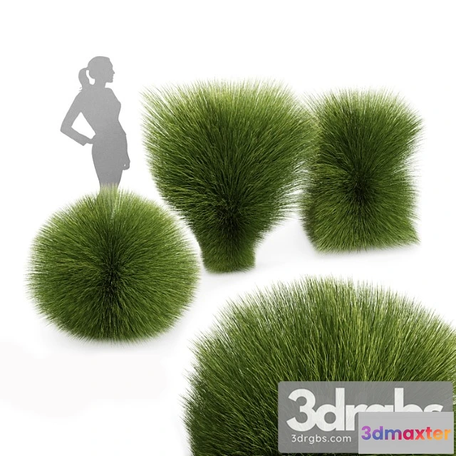 1060268 - Maiden grass miscanthus sinensis gracillimus tuin grassen