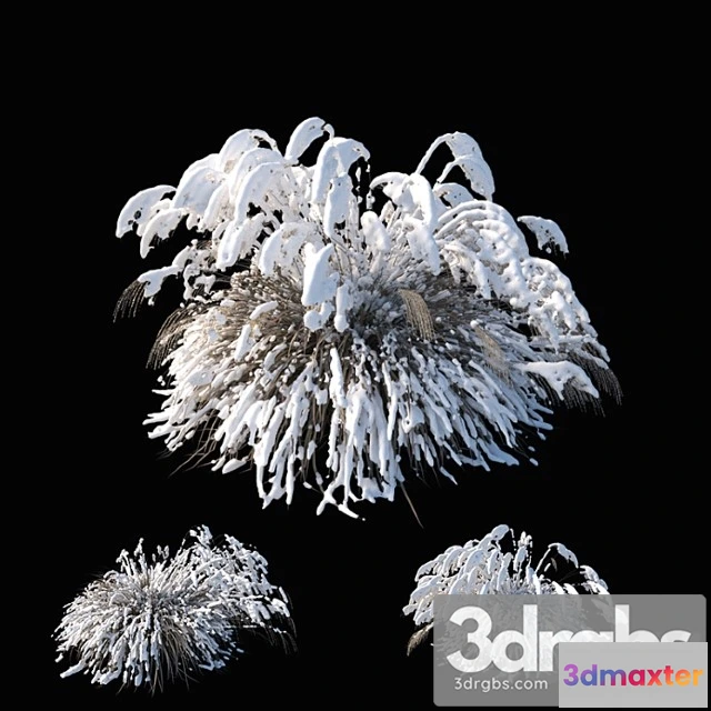 1060270 - Miscanthus sinensis winter model