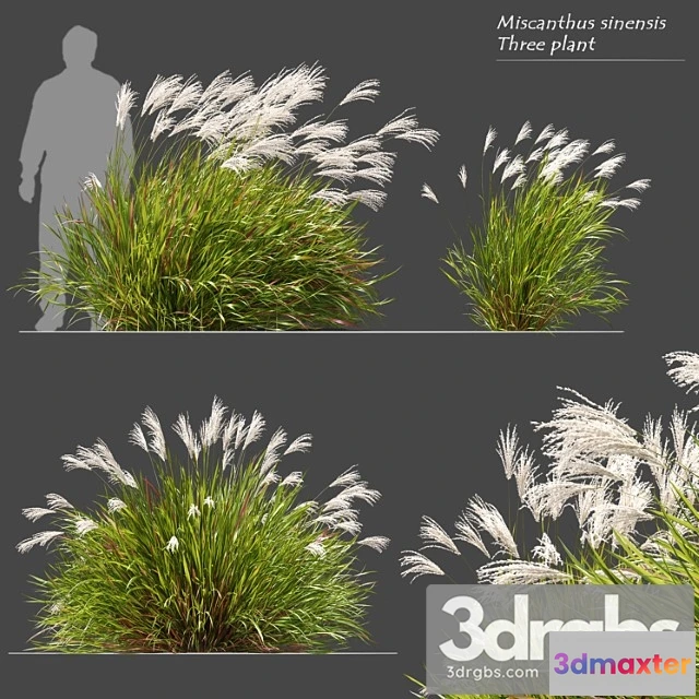 1060272 - Miscanthus sinensis