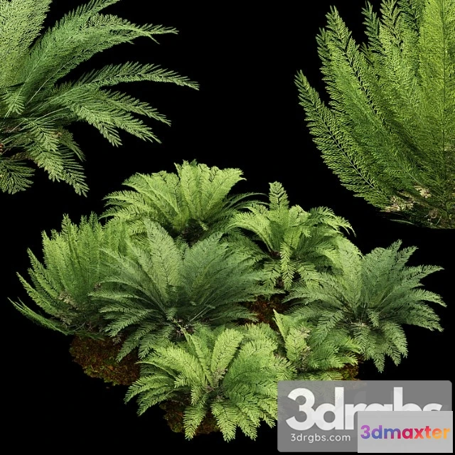 1060284 - Mother spleenwort fern asplenium bulbiferum 7models