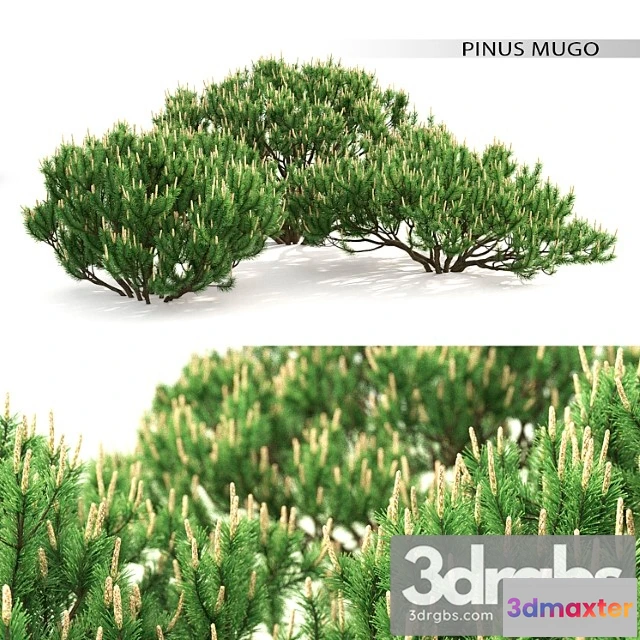 1060286 - Mugo pine