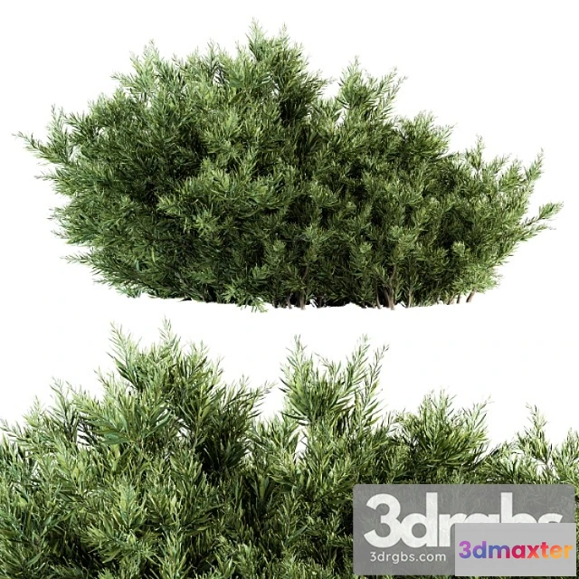 1060290 - Needle leaf bush - bush set 26