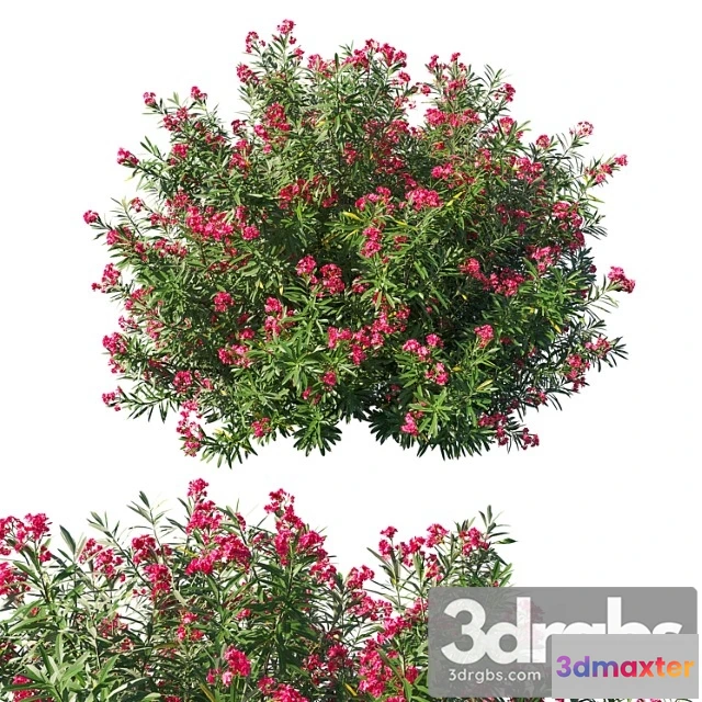 1060292 - Nerium oleander bush 3