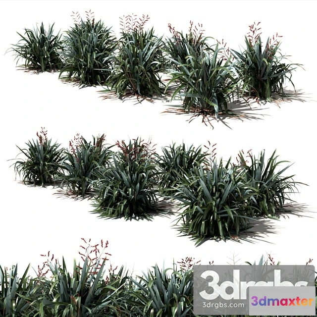 1060304 - New zealand flax - phormium tenax