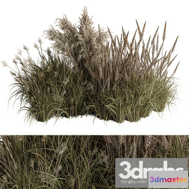 1060312 - Pampas plant bush set 96