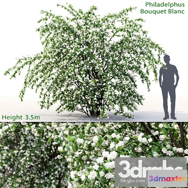 1060314 - Philadelphus bouquet blanc