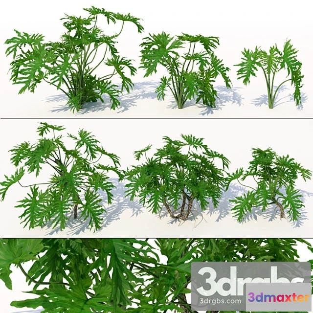 1060316 - Philodendron - No.2