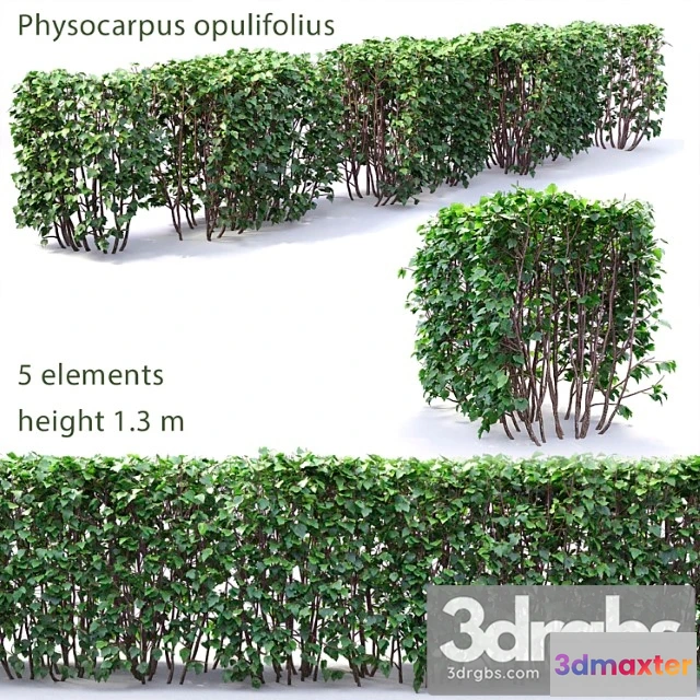1060318 - Physocarpus hedge