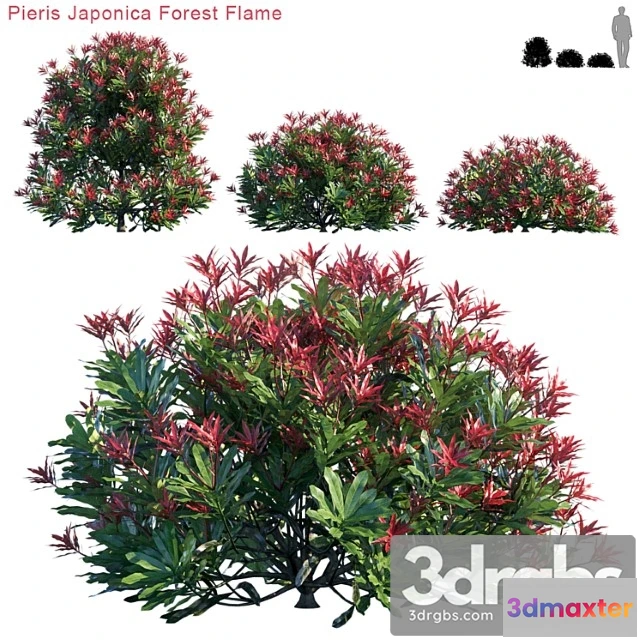 1060326 - Pieris japonica forest flame