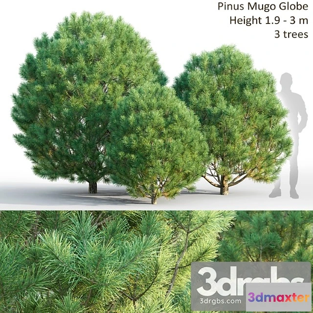 1060328 - Pine - No.2