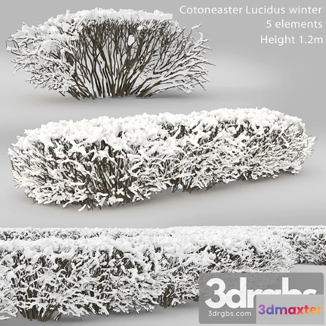 1060342 - Plants Bush Cotoneaster lucidus. winter hedge