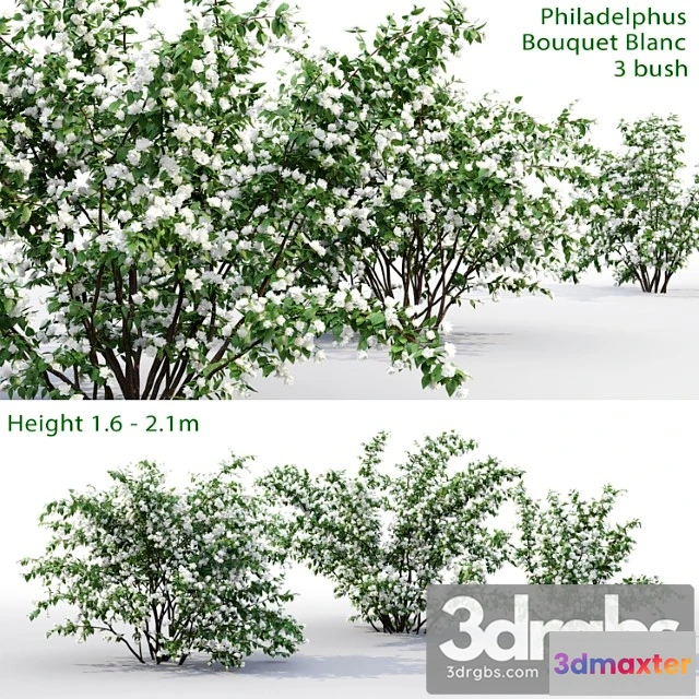 1060344 - Plants Bush Philadelphus bouquet blanc