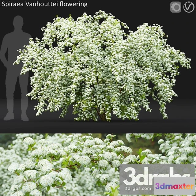 1060346 - Plants Bush Spiraea vanhouttei