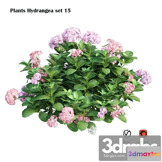 1060350 - Plants hydrangea set 15