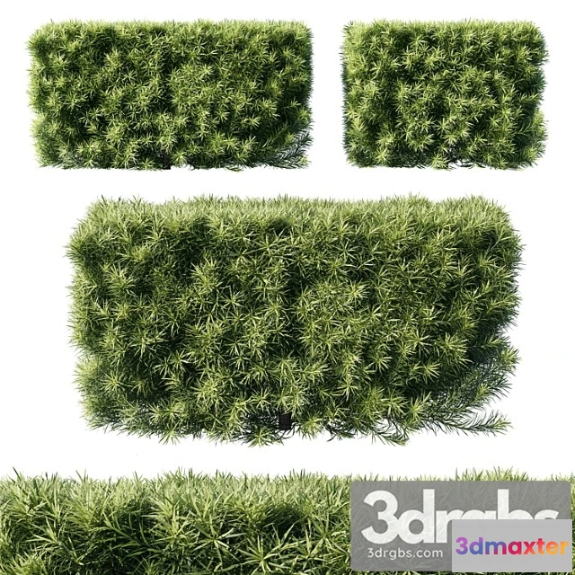 1060354 - Podocarpus macrophyllas 05