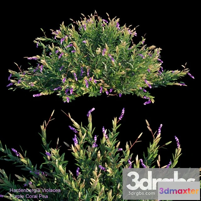 1060360 - Purple coral pea