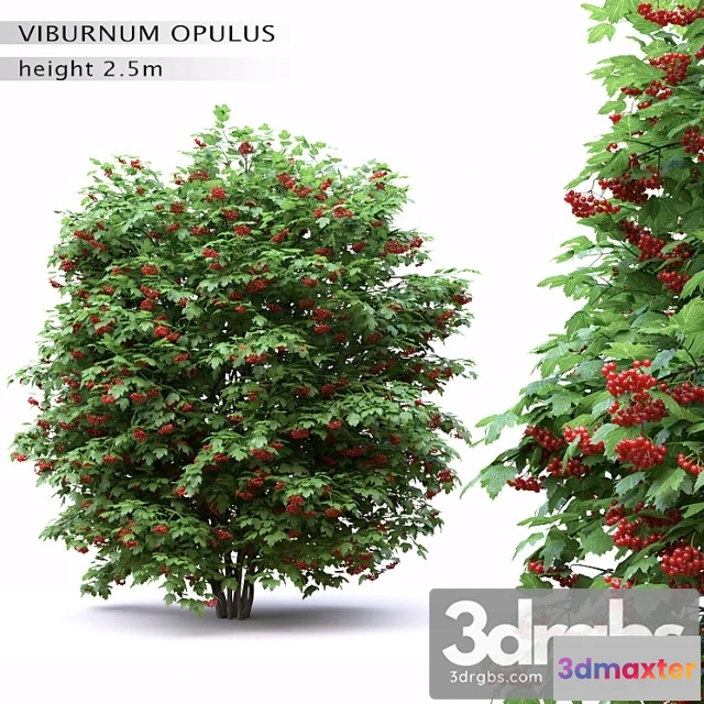 1060368 - Red wild red viburnum