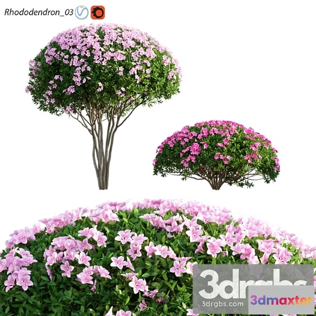 1060372 - Rhododendron 03