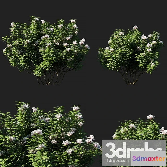 1060374 - Rhododendron ponticum 01