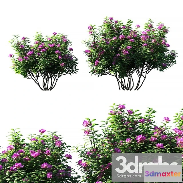 1060376 - Rhododendron ponticum pink flower