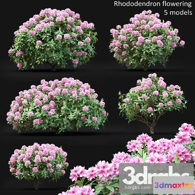 1060378 - Rhododendron