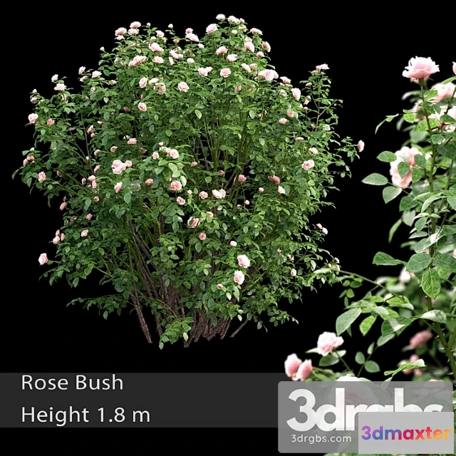 1060380 - Rose bush - No.2