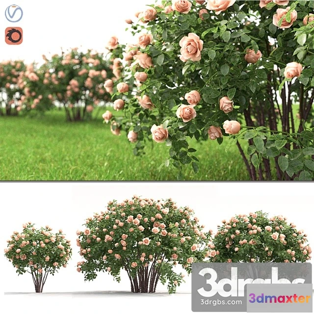 1060384 - Rose - No.3