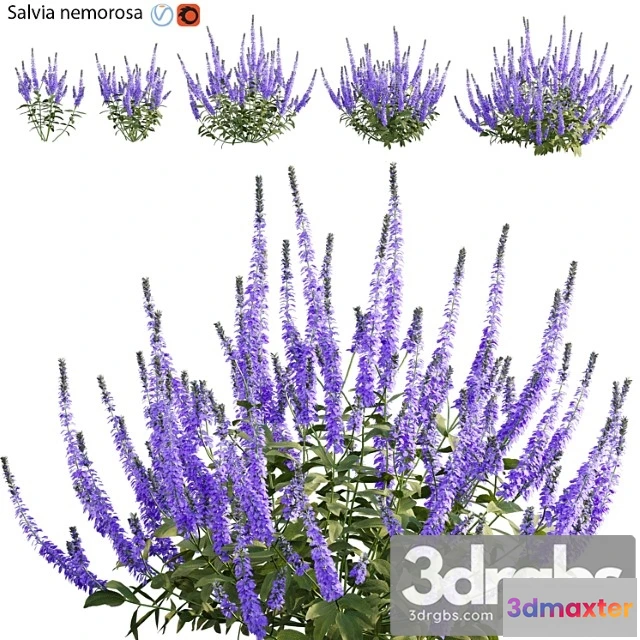 1060390 - Salvia nemorosa