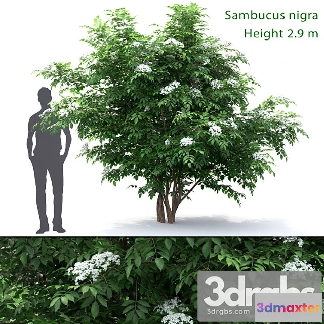 1060392 - Sambucus nigra