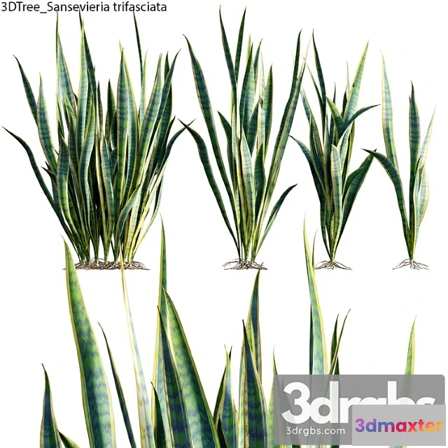 1060394 - Sansevieria trifasciata 01