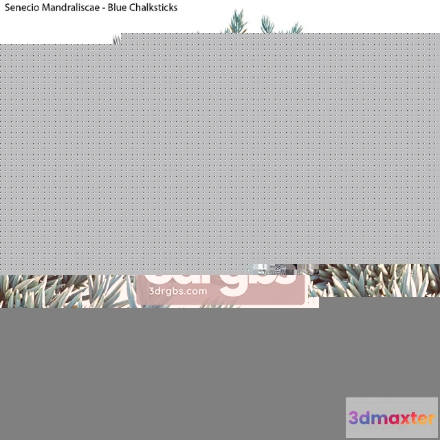 1060396 - Senecio mandraliscae - blue chalksticks - 01