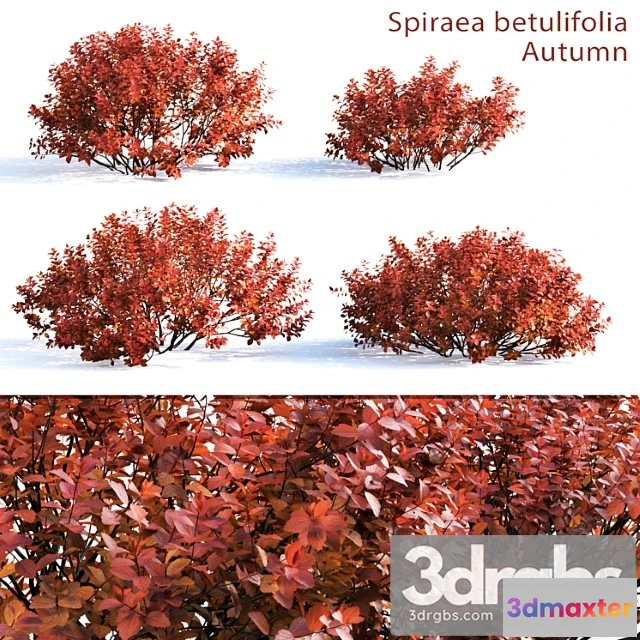 1060408 - Spirea betulifolia (autumn)