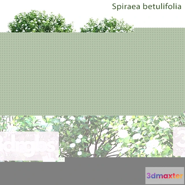 1060410 - Spirea betulifolia