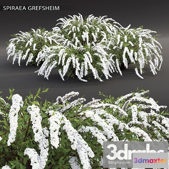 1060412 - Spirea grefsheim