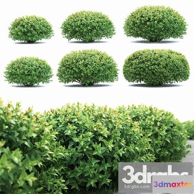 1060414 - Spirea japonica